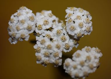 White flower blossom macro