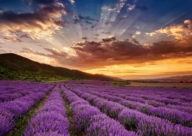 Lavender field with sunset