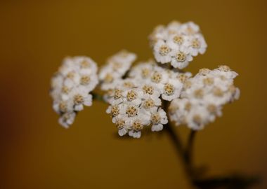 White flower blossom macro