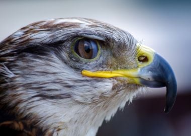 Falcon Animals Bird nature