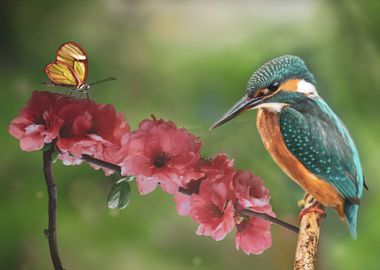 Kingfisher Animals Bird