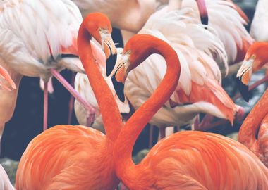 Flamingo Birds Animals