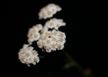 White flower blossom macro