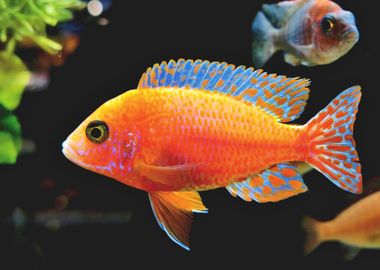 Fairy Wrasse Fish Animals