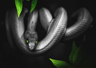 Black Snake Animals Nature