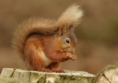 Cute Squirrel Animal