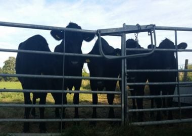 Cows are happiness 