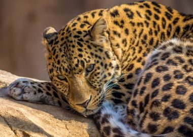 Leopard Wildlife Portrait