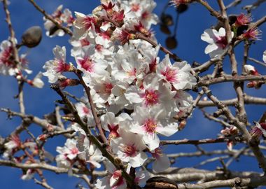 Flowering almond tree