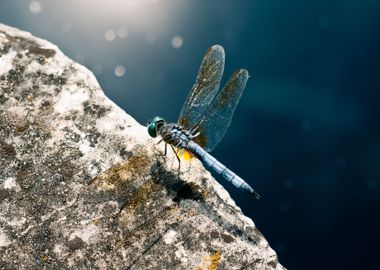 Blue Dragonfly Nature