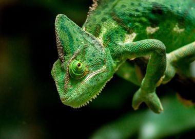 Chameleon Shot