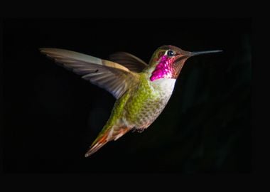 Hummingbird Flying Nature