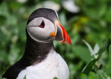 Puffin Beauty