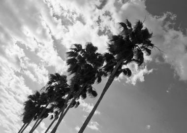 Palm Trees Black White 2