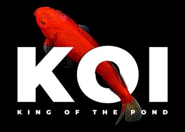 Koi Carp King Of The Pond