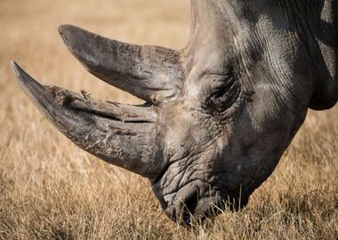 Rhino Wildlife Africa