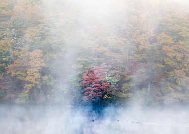 Autumn Lake View in Japan