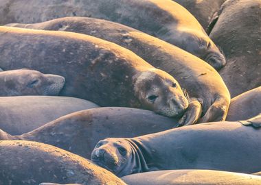 Sleeping Seals 2