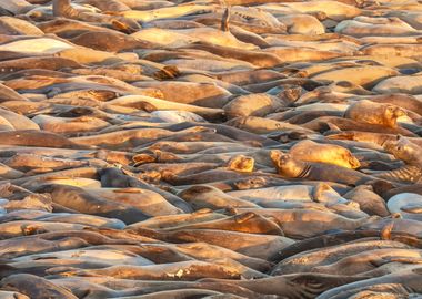 Sleeping Seals 