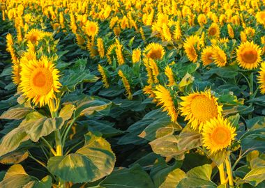 Sunflowers 