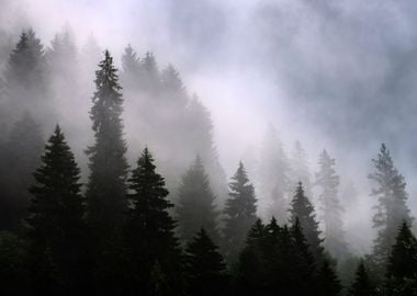 Foggy Spruce Trees Forest