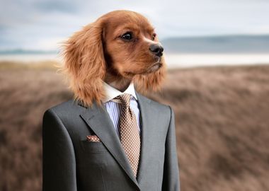 Suited Up Pup