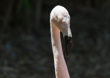 pink flamingo in the farm