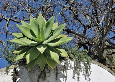 Cactus plant on a wall