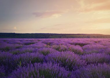 lavender field