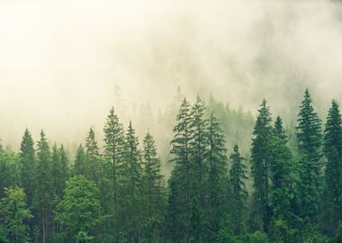 Foggy Forest Trees Nature