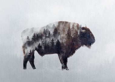 Bison Double Exposure