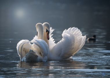 Elegance of Swans 