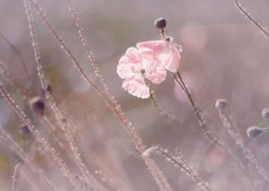 Pink poppy flowers,macro