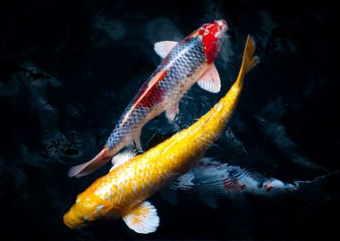 Beautiful Koi Swimming