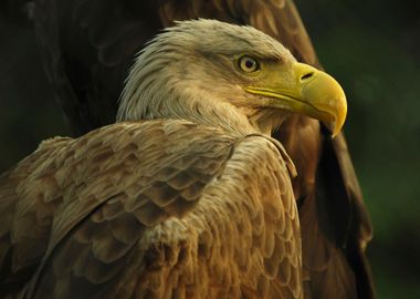 Portrait of eagle