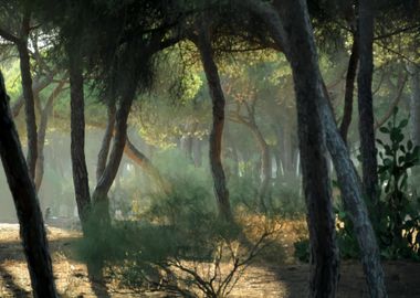 Pinus Pinea Forest Spain