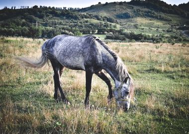 Vintage horse pasture