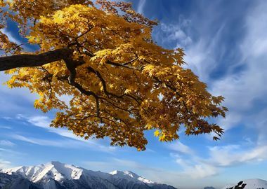 Beautiful maple tree trunk