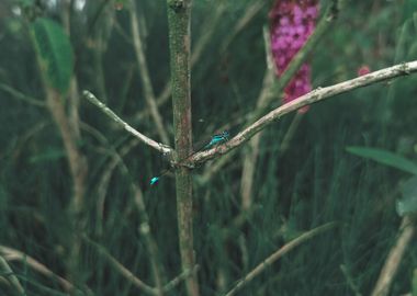 Dragonfly on a branch