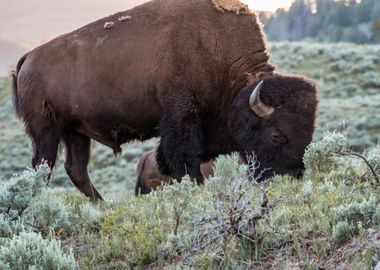 Solitary Bison