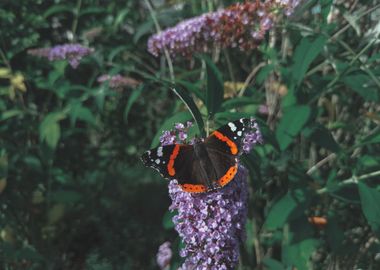 butterfly wings spread