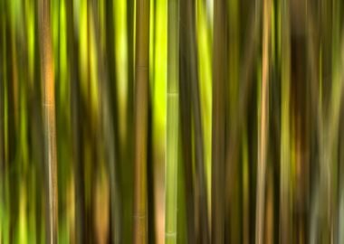 Bamboo Forest Etherea