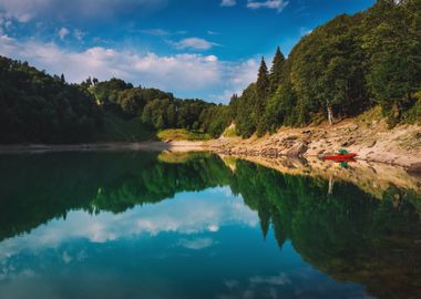 Forest at Lake Nature