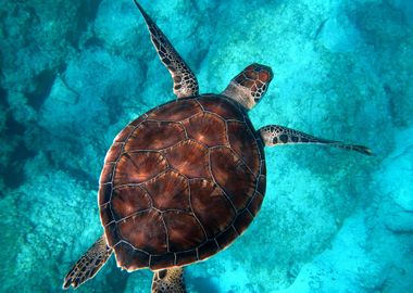 Ocean Turtle