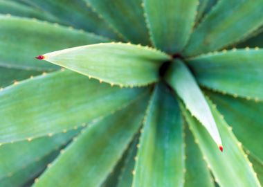 Fresh green Agave leaf