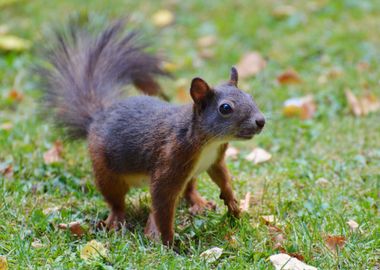 Squirrel Cute Animal wild