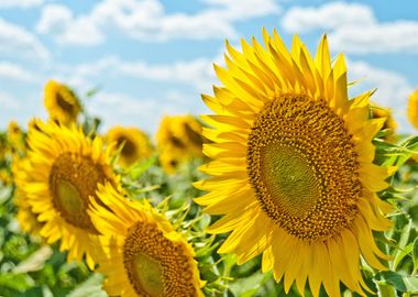 Sunflowers