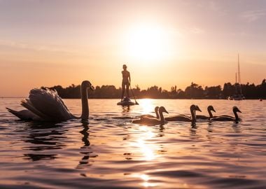 Swan Family 