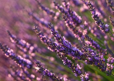 Purple lavender flowers