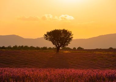 Sunset at lavender field